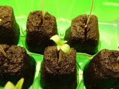 Paradise Seeds Opium (5)