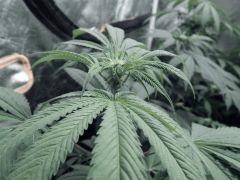 Dutch Kush PS Flo (8)