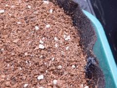 Dutch Kush Paradise Seeds  (17)