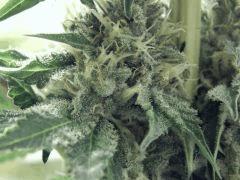 DK Paradise Seeds (14)