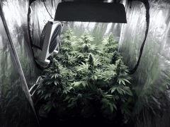 DK Paradise Seeds (1)