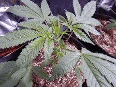 DutchKush Paradise Seeds (4)