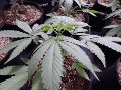 DutchKush Paradise Seeds (5)