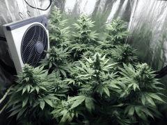 Dutch Kush Flo 19(17)