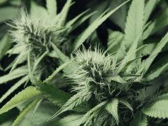 Dutch Kush Flo 19(12)