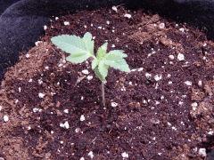 ParadiseSeeds DK (11)