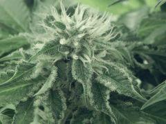 Flo25 Dutch Kush (28)