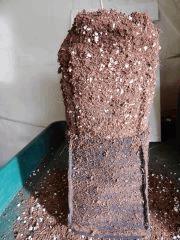 Dutch Kush  Paradise Seeds (9)