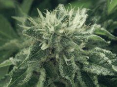 DK Paradise Seeds (15)