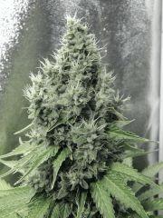 Flo 50 DK PS (24)
