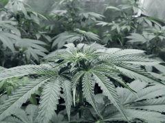 Dutch Kush PS Flo (7)
