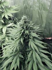 Flo 50 DK PS (21)