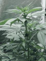 Dutch kush paradise seeds (10)