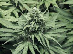 DK Paradise Seeds (7)