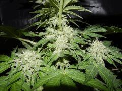 DK Paradise Seeds (27)