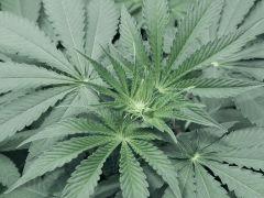 Dutch kush paradise seeds (4)