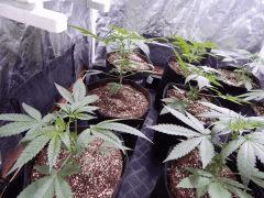 DutchKush Paradise Seeds (3)