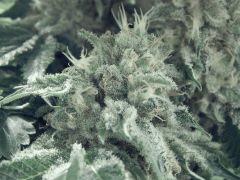 DK P Seeds (21)