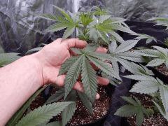 DutchKush  Paradise Seeds% (5)