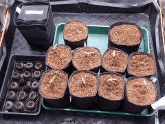 Dutch Kush Paradise Seeds  (9)