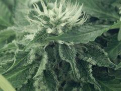 Flo25 Dutch Kush (27)