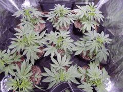 DutchKush  Paradise Seeds% (2)