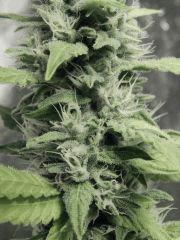DK Paradise Seeds (20)