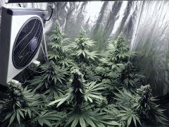 DK P Seeds (1)