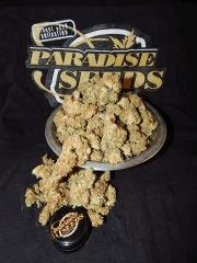 Harvest Dutch Kush Paradise Seeds (8)