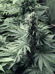 DK P Seeds (7)