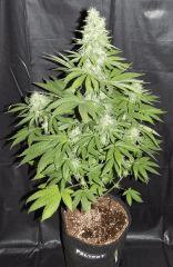 DK Paradise Seeds (22)