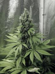 Flo 50 DK PS (23)