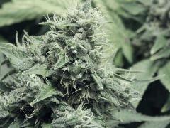 DK P Seeds (24)