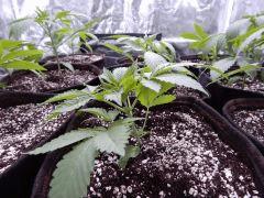 Dutch Kush  Paradise Seeds (24)