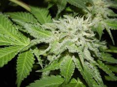 DK Paradise Seeds (29)