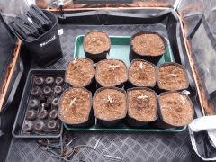 Dutch Kush Paradise Seeds  (20)