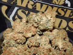Harvest Dutch Kush Paradise Seeds (14)