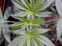 DutchKush (6)
