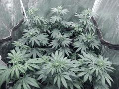 Dutch Kush PS Flo (1)