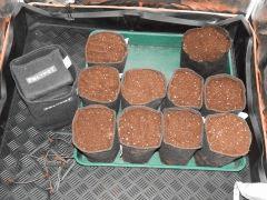 Dutch Kush Paradise Seeds  (4)