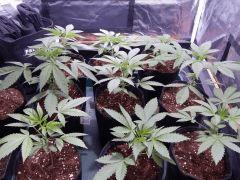 Dutch Kush  Paradise Seeds (5)