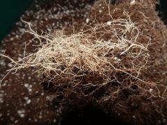 Feltpot (6)