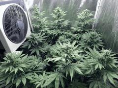 Dutch Kush Flo  13 (1)