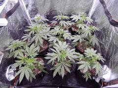 DutchKush  Paradise Seeds% (1)