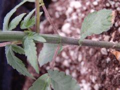 DutchKush Paradise Seeds (8)