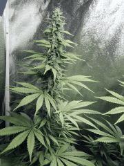 DK Paradise Seeds (9)