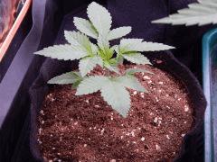 Dutch Kush  Paradise Seeds (2)