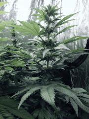Dutch Kush Flo  13 (5)