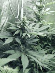 Dutch Kush Flo  13 (8)