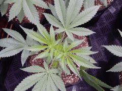 DutchKush  Paradise Seeds% (4)